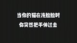 当你的猫在洗脸脸时，你突然把手伸过去，会有很暖心的一幕哦！