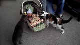 两只小猫看见了摇篮里的宝宝，都不敢轻举妄动，真可爱！