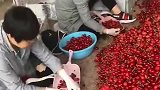 山东大姐干这工作好，家里吃的车厘子，从来没花钱买过！