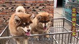 帮粉丝淘两只阿拉斯加犬！精品熊版巨型，这骨架绝对哇塞太漂亮了