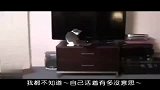 网络神曲之“我就是只傻猫”