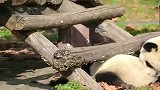 熊猫：作为一个刺客快走快走，糟啦有埋伏快跑快跑！