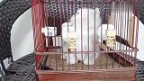 一只关在鸟笼子里的猫，不养鸟了，正好拿来养猫