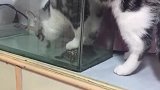 家里有一只心机猫，怕脚湿了踩着小王八喝水！