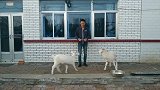 小山羊长这么大第一次吃月饼，月饼油太大了，羊二宝都吃吐了