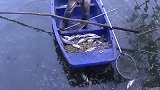 超40°C！郑州五一遭遇罕见高温 公园湖中鱼类大量死亡