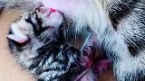 大猫生了几只小猫咪，好可爱呀！