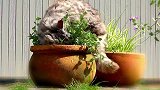 为了驱蚊男子在院内种植猫薄荷，不料早上出门，却“摊上事儿”了