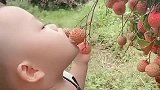终于找到祸根了，原来是你扒着树枝偷吃的荔枝，你怎么这么馋呢