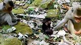 实拍：小猴子聚在一起真热闹……