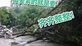 狂风暴雨过后 眉山街头绿化树集体倒向路面 私家车无辜躺枪被砸