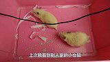 主人拿一根数据线来测试仓鼠的智商，猜猜看小仓鼠是聪明还是傻瓜