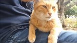 公园难得遇到这么配合撸猫的小野猫 还不带回家做喵主子
