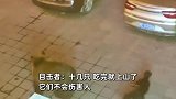 男子住酒店偶遇藏马熊楼下溜达，被小黑狗狂吠驱赶：它们不会伤人