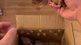 荷兰猪 网购需谨慎