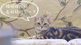 猫咪偷吃猫条反映剧烈，差点把家掀了
