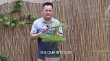 太阳花花苞期，处理害虫，怎样用药不伤花苞？