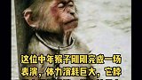 无意中看到这张猴子的照片，不由被深深触动。重返22  M22