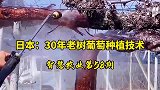 30年老树葡萄种植技术，一亩地只种两棵树，精益化种植！