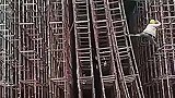 艺高人胆大，劝你悠着点