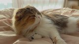 卧在床上的猫咪，这萌萌的模样，也想养一只！