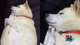 这碗狗粮有毒！！！   现在就缺个男朋友了