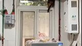 猫：赶紧让我回家，不然我家铲屎官会着急的！