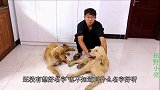 小伙买了只纯种金毛狗，起名时犹豫了，臭臭说叫它翠花吧可真搞笑