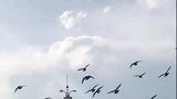 有幸目睹表哥家的赛鸽回笼，下一秒的场景，看完让我久久不能忘怀