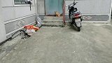被领养的小奶狗，跑了几公里自己回来了，这狗狗太忠诚了