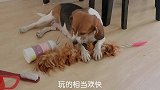 实验犬天性恢复逐渐比格化，对待小猫却依然很温油