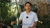 嫁接火龙果，谨记这个侧接法，5天就能愈合，后期枝条更多更粗壮
