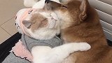 我喜欢安稳的，坚定的，热烈的感情，更喜欢舒服的关系，认真的人。vlog萌宠日常