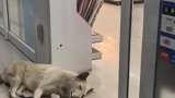 为了蹭点空调，脑袋都被削平了