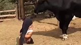 主人做危险的瑜伽动作，牛的举动亮了，还真是万物皆有灵性啊！