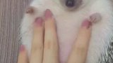 女主人给刺猬按摩，这表情，一看就很舒服