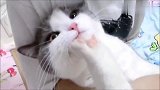 猫：朕要托着腮好好思考一下猫生大事