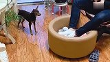男主人霸占了鹿犬的床，鹿犬气不过，没想到它居然睡男主人的床