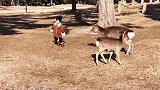 小情人去追小鹿，不料下一秒鹿妈妈怒了！看完不要笑！