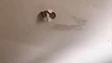 天花板长猫了，它是咋钻进去的