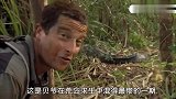 贝爷混的最惨的一期  被鳄鱼抢走食物 只能碳烤水蛇活吃蜘蛛