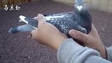 信鸽鉴赏：詹森血统鸽，快速鸽，翅膀如同触电抖动
