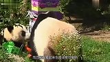 女孩不慎坠入熊猫窝，大熊猫的举动太逗了