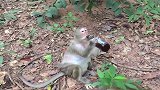 当蚂蚁喝了伏特加后,才知道酒原来这么可怕,镜头拍下全过程