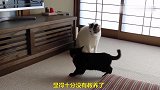 不懂规矩的小黑猫，被白猫教训了