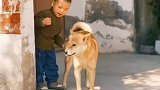 田园犬就是家里的一员！