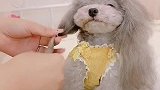 主人给泰迪糯米梳头发，看糯米乖巧的样子真可爱，萌萌哒