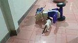 被小猴子跟小奶猫围住的螃蟹，四处逃窜：我太难了