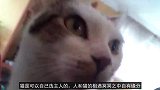 2部动物感人电影，这样的萌宠猫咪你爱了吗？