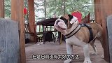 金毛一年多没见家人，狗狗表现的太意外，拳师犬竟把孩子丑哭了
